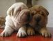 Camadas preciosas machos y hembras Shar pei REGalo - Foto 1