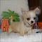 Cute mini chihuahua cachorro para su adopción