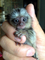 Dos Gratis Bebé monos tití pigmeo Disposible - Foto 1