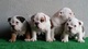 Espectaculares cachorros de bulldog ingles