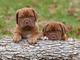 Espectaculares cachorros de dogo de burdeos