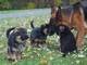 Excelente manzana cachorros pastor aleman para adopcion - Foto 1