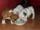 Excelentes cachorros de bulldog ingles pura raza - Foto 1