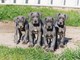 Gran danes cachorros para regalo - Foto 1