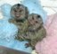 Gratis adorable dos bebé monos tití