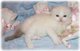 Gratis adorables gatitos ragdoll tica para adopción