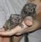 Gratis Bebé monos tití pigmeo - Foto 1