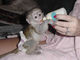 Gratis dulce capuchino listo para adopción