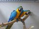 Gratis encantador guacamayo azul y oro loros para la adopcion 