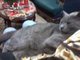 Gratis gato ruso azul busca hogar