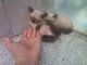 Gratis gatos siameses