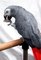Gratis gris africano loros gratis adopción