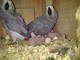 Gratis Los loros y los huevos fértiles del loro disponibles - Foto 1