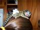 Gratis marmoset monkeys increíble