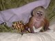 Gratis mono capuchino en adopcio