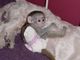Gratis mono de capuchino excepcional
