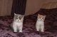 Gratis Pedigree británicos gatitos de pelo corto - Foto 1