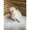 Gratis RAGDOLL Gatitos - Foto 1