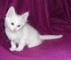 Gratis Ragdoll gatos - Foto 1