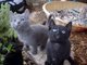 Gratis Regalo los gatitos azul ruso para su adopcion - Foto 1