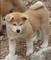 Impresionante Akita inu,precio muy bueno - Foto 1