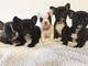 Impresionante litera de magnífico akc reg french bulldog puppies