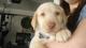 Labrador retriever para la adopcion