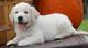 Lindos cachorros Golden Retriver para Adopción libre - Foto 1