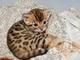 Macho y hembra regalo gatito de bengala para la adopción - Foto 1