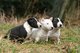 Miniature Bull Terrier cachorros: ¡Preciosa !! - Por favor contac - Foto 1