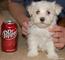 Oferta: bichon maltes toy americana