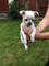 Oferta: cachorros de chihuahua miniatura