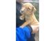 Pitbull cachorros vendo o permuto