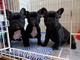 Regalo adorable cachorros bulldogs francés para la adopción