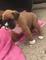 Regalo boxer para adopcion