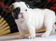 Regalo bulldog francés cachorros para adopcion gratis - Foto 1