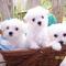 Regalo cachorros bichon maltes miniaratura para su adopcion libre