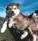 Regalo cachorros de alaskan malamute - Foto 1