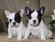 Regalo Cachorros de bulldog francés saludables y voluminosos par - Foto 1