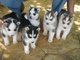 Regalo cachorros de husky siberiano