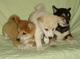Regalo cachorros de Shiba Inu - Foto 1