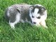 Regalo cachorros husky siberiano para adopción