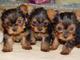 Regalo Cachorros yorkshire terrier mini toy con pedigree - Foto 1