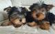 Regalo entrenado teacup yorkie cachorros