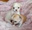 Regalo Macho y Hembra Cachorros Chihuahua mini!! - Foto 1