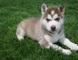 Regalo Magnifico Cachorros Husky Siberiano para su adopcion - Foto 1