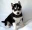 Regalo magnifico cachorros husky siberiano para su adopcion libre