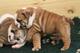 Regalo magníficos cachorros bulldog ingles disponi