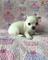 Regalo mini toy Cachorros Chihuahua machos y hembras - Foto 1
