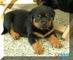 Regalo rottweiler cachorros listo - Foto 1